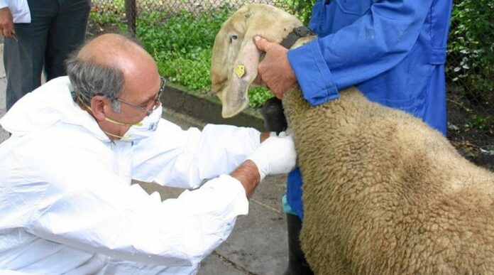 Veterinari provode testiranja na brucelozu kod stoke u ZDŽ